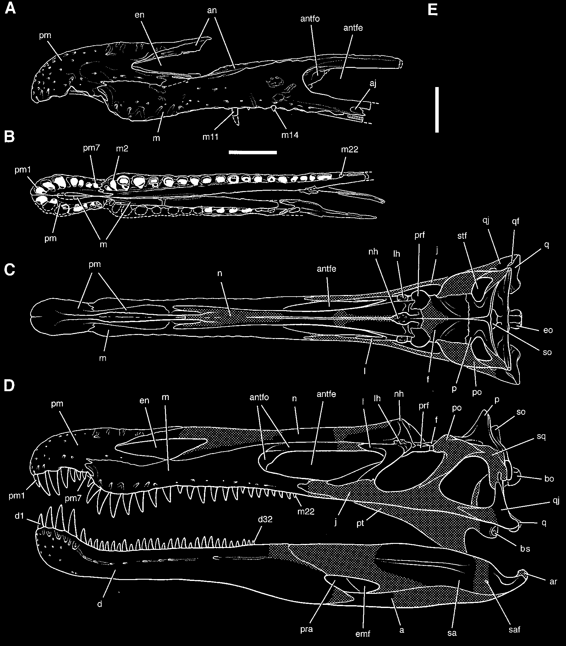 and Table 1). The femur has a