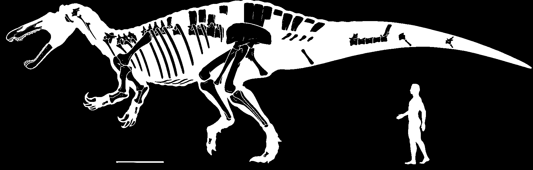 Skeletal recon-