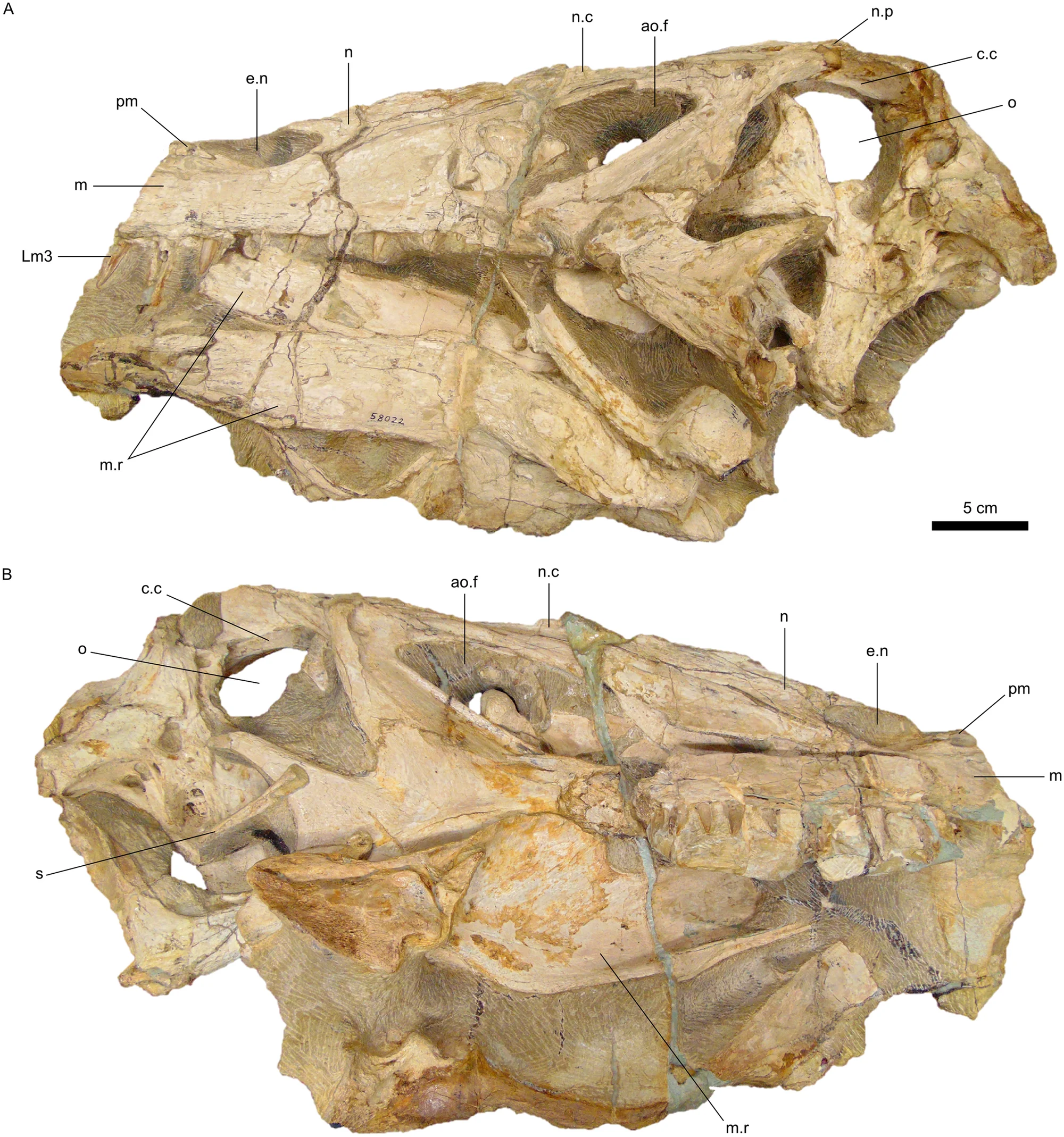 Fig 2. Specimen SMNS 58022, holotype of Irritator challengeri .