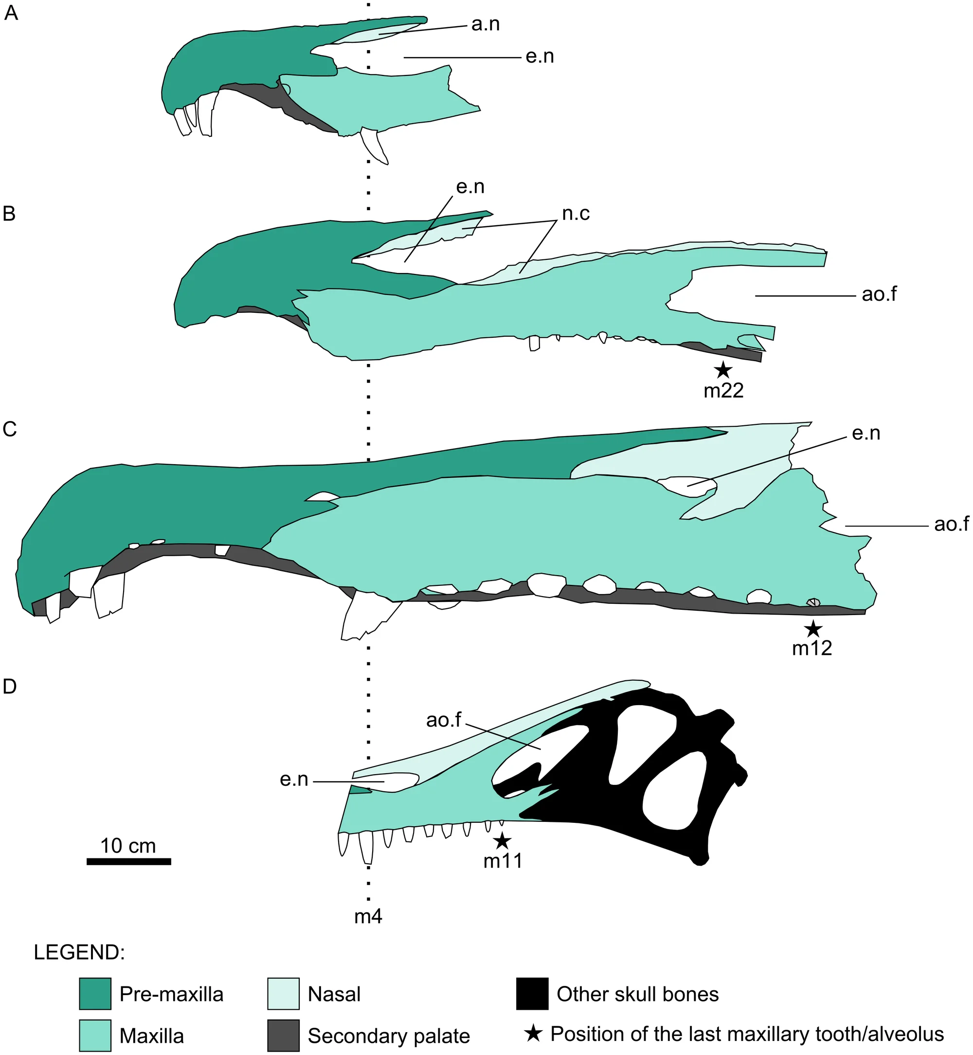 Fig 4. Schematic illustration of spinosaurid cranial remains.