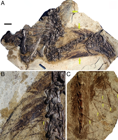 EBFFs in Beipiaosaurus . ( A ) Beipiaosaurus sp. STM31-1. Arrows point to EBFFs. ( B ) Close-up of EBFFs in STM31-1. Arrow points to the basal end of a single EBFF. ( C ) Tail of the B. inexpectus holotype. Arrows point to separately preserved EBFFs, whereas most tail feathers overlap extensively. It should be noted that nearly all tail feathers are incompletely preserved in IVPP V11559 because of damage during preparation by an amateur collector. [Scale bar: 50 mm ( A ), 15 mm ( B ), and 10.5 m