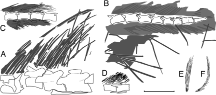 Comparative line drawings of filamentous feathers in several nonavian theropods. ( A ) EBFFs dorsal to the posterior portion of the skull and the anterior portion of the neck in STM31-1. ( B ) EBFFs near the end of the tail in IVPP V11559. ( C ) Filamentous feathers along the tail of S. prima (IVPP V12415). ( D ) Filamentous feathers along the tail of Dilong sp. (IVPP V11579). ( E and F ) Isolated filamentous feathers in the Sinornithosaurus millenii holotype (IVPP V12811). ( C ) E and F are mod