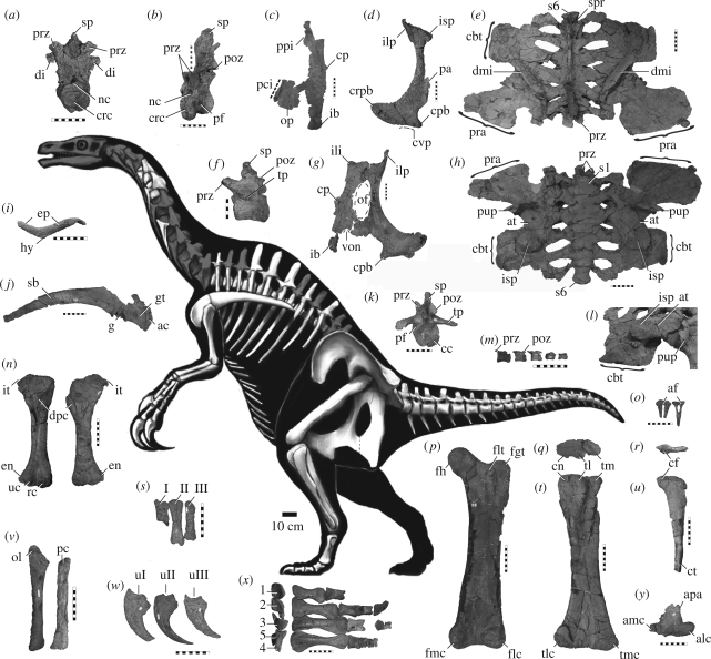 Skeletal reconstruction (preserved shown in white) and representative elements of N. graffami (UMNH VP 16420): ( a ) cranial dorsal vertebra, cranial view; ( b ) mid-dorsal vertebra, craniolateral view; ( c ) left ischium, lateral view; ( d ) left pubis, lateral view; ( e ) dorsoventrally crushed iliosacrum, dorsal view; ( f ) proximal caudal vertebra, left lateral view; ( g ) right ischium/pubis, lateral view; ( h ) iliosacrum, ventral view; ( i ) furcula, cranial view; ( j ) right scapulacorac