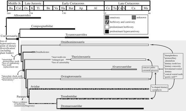 Time-calibrated phylogeny showing the temporal range of the 76 coelurosaurian dinosaurs included in this study only , with diet interpreted for nine major coelurosaurian subclades based on ecomorphological traits supported by CCTs and MP optimizations. Clades interpreted as predominant herbivory or hypercarnivory possess species-level ecomorphology correlated with direct evidence of diet using CCTs. Interpretation of at least facultative herbivory in basal ornithomosaurs, therizinosaurs and ovir