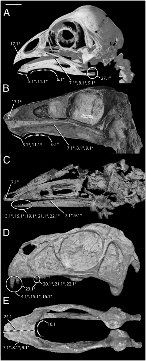 Select cranial traits appearing in multiple lineages of coelurosaurian theropod dinosaurs tested herein as PHTs. Ecomorphological indicators statistically correlated with extrinsic evidence of herbivory (first- and second-order CHTs) are marked with an asterisk. Traits featured on six species representing four coelurosaurian theropod subclades, including the only predominantly folivorous modern bird. ( A ) Opisthocomus hoazin skull, left lateral view (extant Aves), adapted from http://digimorph.