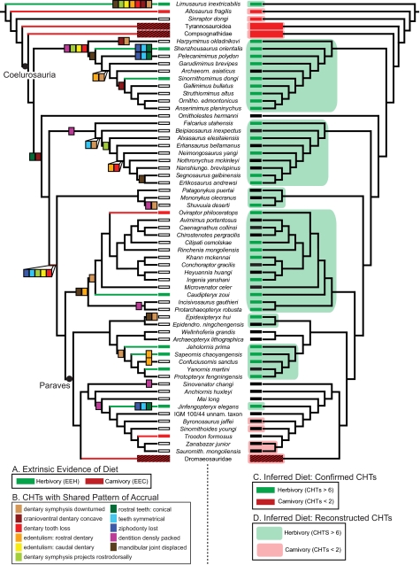 Phylogeny of coelurosaurian theropods used in correlation and correspondence analyses showing: ( A ) Distribution of EEH and EEC ( Left ; for explanation, see Table S1 ); ( B ) Ancestral state reconstruction optimizations using maximum parsimony (ASR-MP) of the 11 CHTs detected as evolving in a statistically significant order in the clades Ornithomimosauria and Oviraptorosauria ( Left ); and ( C and D ) Quantitative dietary interpretations at the species level based on the total number of actual