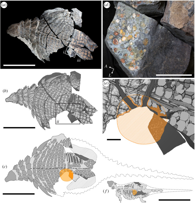 Location of abdominal mass, including stomach contents (cololite), within the well-preserved nodosaur Borealopelta markmitchelli (TMP 2011.033.0001). Photograph ( a ) and scientific line drawing ( b ) of the specimen in dorsal view. Schematic drawing ( c ) of specimen showing position and extent of abdominal mass, as well as extrapolated body outline. Inset ( d ) of i , showing close up photograph of dorsal view of posterior margin of abdominal mass. Inset ( e ) of ii , showing detailed map of e