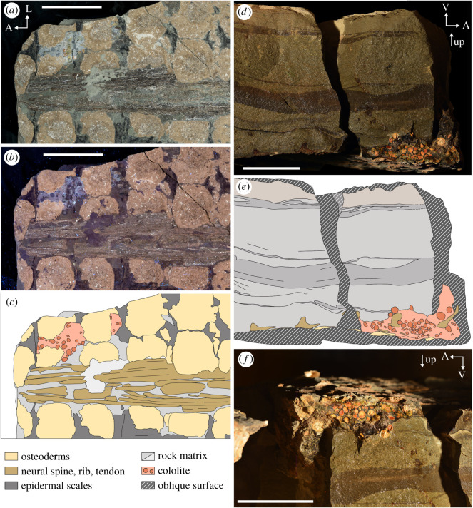 Images of preserved abdominal mass of TMP 2011.033.0001. Visible ( a ) and UV fluorescence ( b ) photographs and interpretive drawing ( c ) of block F, in the plain of the sacral armour (i.e. frontal plain). Wetted cross-polarized light photograph ( d ) and interpretive drawing ( e ) of the abdominal mass in lateral view (in stratigraphic position). ( f ) Wetted cross-polarized light photograph of abdominal mass in dorsolateral view (in anatomic position). Orientations: A, anterior; L, lateral; 