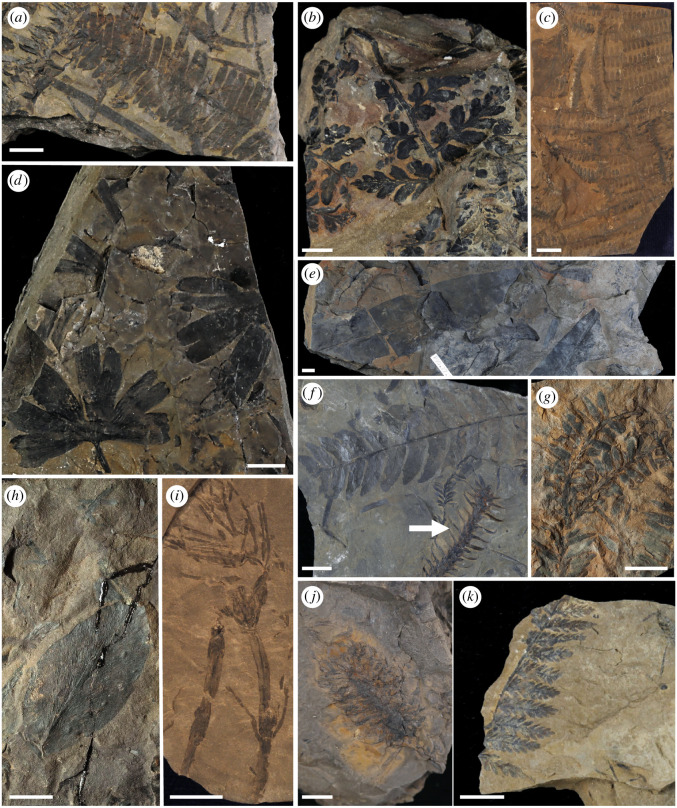 Gates Formation (Grand Cache Member) plant fossils from central Alberta. ( a ) Pterophyllum sp. (TMP 1990.027.0021), ( b ) Sphenopteris sp. (TMP 1981.055.0103), ( c ) Gleichenites sp. (USask 925-7273), ( d ) Ginkgoites sp. (TMP 1990.027.0020), ( e ) Taeniopteris sp. (TMP 1981.055.0006), ( f ) Cladophlebis sp. (top left) and Elatides sp. (arrow) (TMP 1981.055.0012), ( g ) Elatides curvifolia (TMP 2015.006.0469), ( h ) Sagenopteris sp. (TMP 1981.055.0033), ( i ) Equisetites sp. (USask 750-7557), (