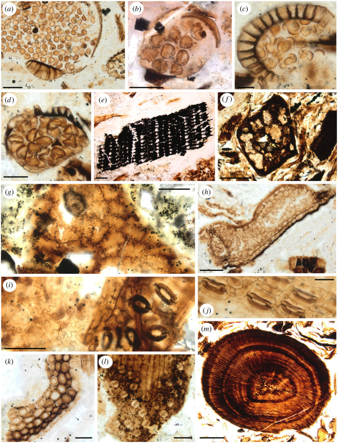 Palaeobotanical elements observed on the cololite histological slides. ( a ) Clubmoss (Lycopodiopsida) sporangium type C with Echinatisporis sp. (Lycopodiaceae or Selaginellaceae), ( b – d ) isolated leptosporangiate fern sporangia with spores in situ , ( b ) sporangium type F with Cicatricosisporites sp. (Schizaeaceae), ( c ) sporangium type E with Deltoidospora sp. (fam. indet.) or Biretrisporites sp. (Matoniaceae-Cyatheaceae-Dicksoniaceae), ( d ) sporangium type A (spore indet.), ( e ) charco