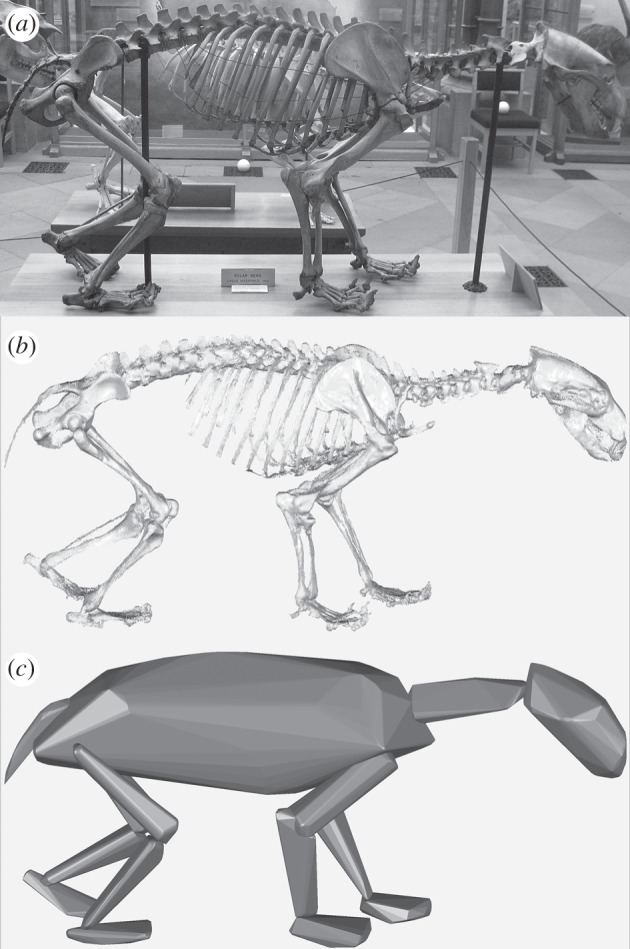 ( a ) Original skeleton; ( b ) derived point cloud and ( c ) convex hulls.