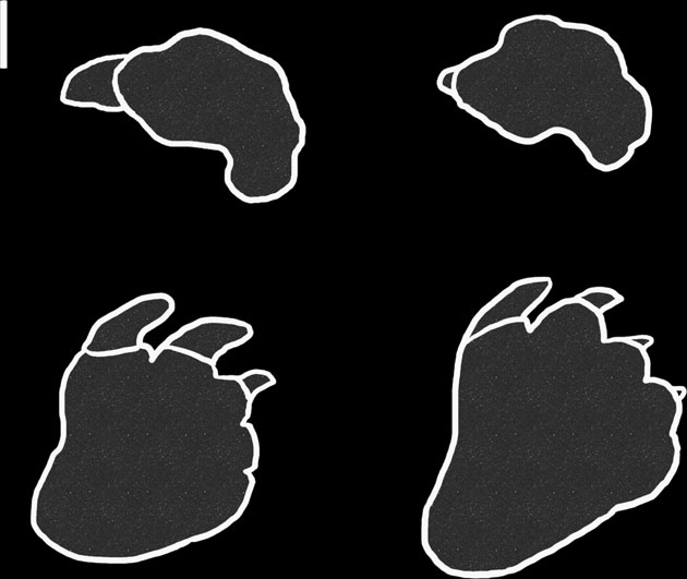 Pes and manus outlines used to create indenters.