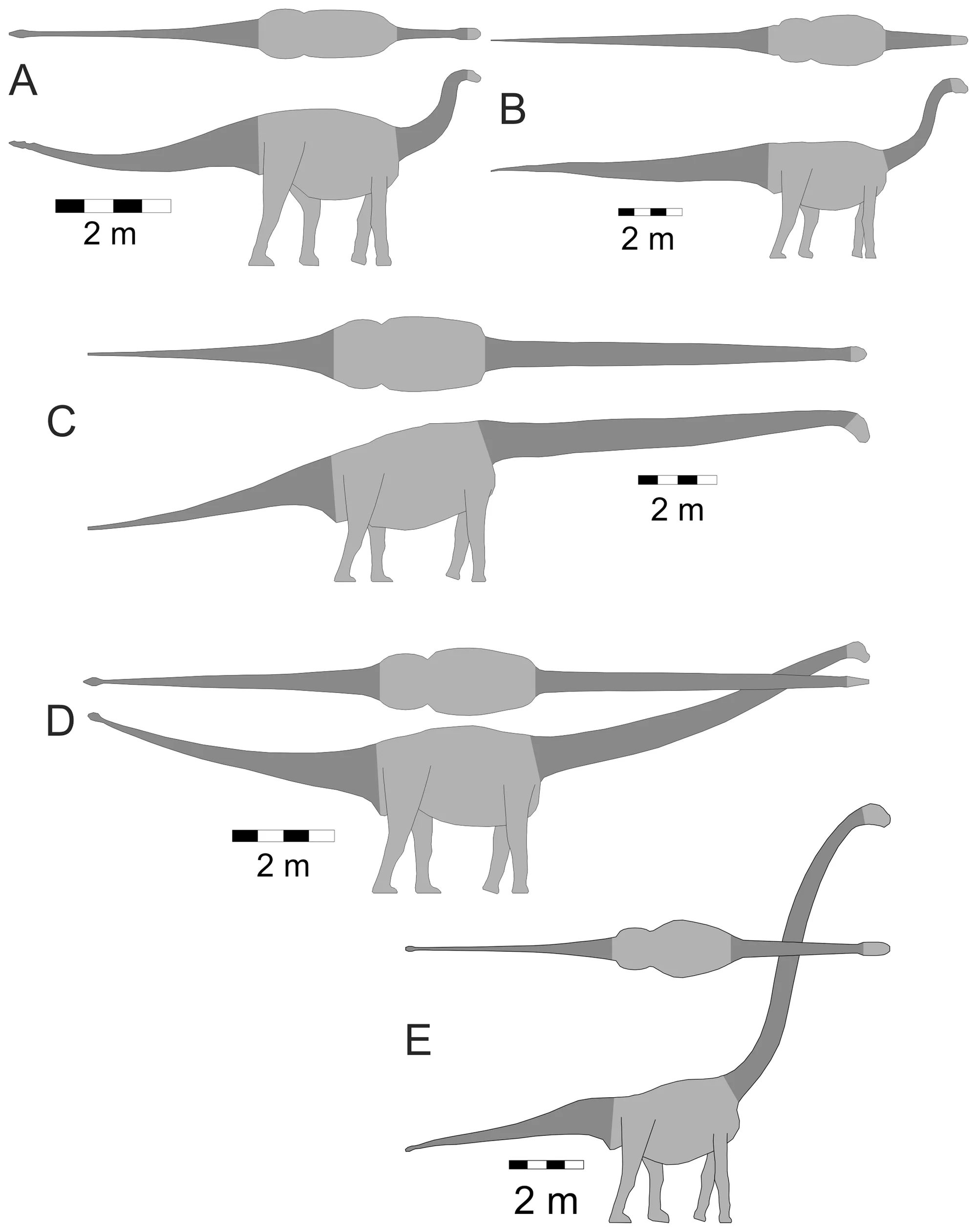 Figure 1. Basal sauropodomorphs.