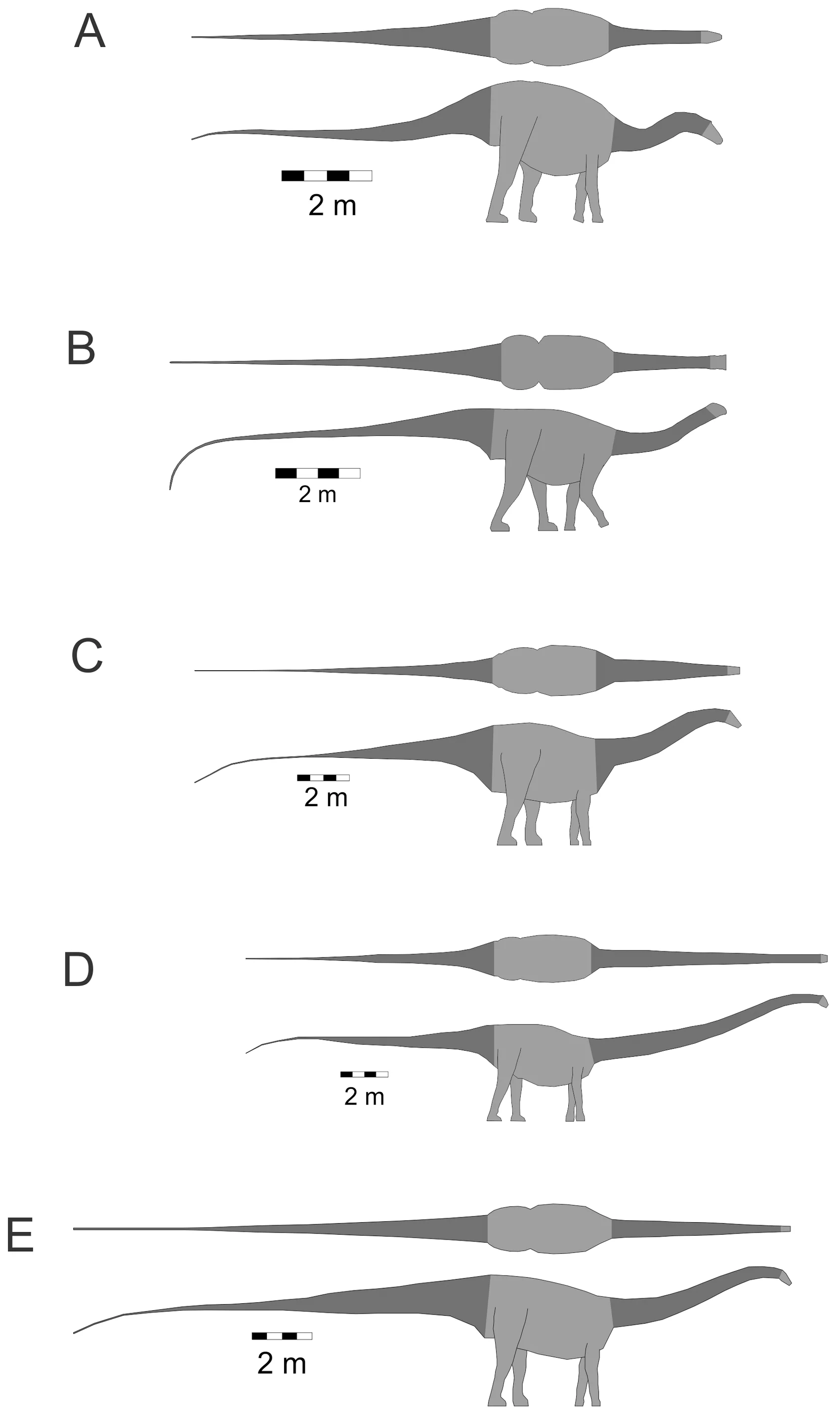 Figure 2. Diplodocoid sauropodomorphs.