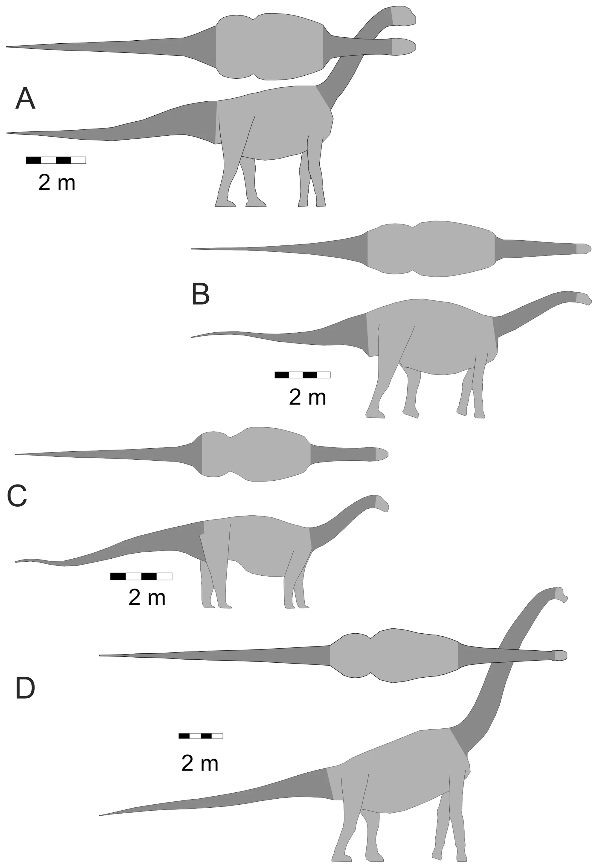 Figure 3. Macronarian sauropodomorphs.