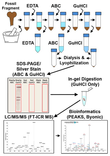 Graphical depiction of experimental workflow. Ground fossil was incubated (sequentially) in EDTA, ABC, and GuHCl. ABC and GuHCl extracts were separated by gel electrophoresis, and GuHCl lanes were in-gel digested, followed by LC–MS/MS and analysis of acquired spectra with two bioinformatics software packages.