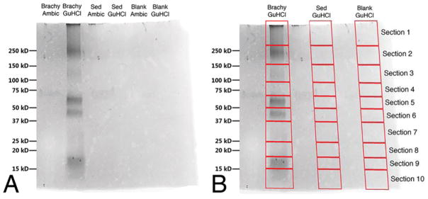 Silver stained gel of ABC and GuHCl extracts from B. canadensis, sediment, and blank samples. (A) Distinct banding is observed only in the B. canadensis GuHCl lanes. (B) GuHCl lanes for dinosaur, sediment, and blank samples were each cut into 10 sections, as shown for in-gel digestion.