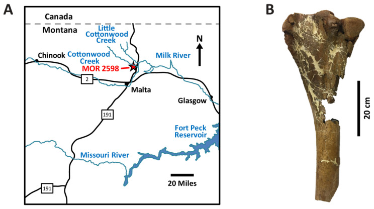 ( A ) Map showing the locality from which MOR 2598 was recovered in Phillips County, Montana. ( B ) Left tibia of MOR 2598 examined in this study, shown in lateral view. Map redrawn and modified from [ 75 ].