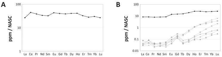Spider diagrams of intra-bone NASC-normalized REE distribution patterns within the tibia of MOR 2598. ( A ) Average composition of the outermost 250 µm of the cortex, demonstrating substantially greater LREE and MREE content in the outermost cortex compared to in the bone as a whole ( B ). ( B ) Variation in compositional patterns by laser transects. The pattern which includes the external margin of the bone is shown in black, those from deepest within the bone by dotted, light-gray lines, and a