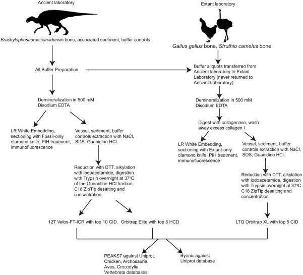 Flowchart of experimental procedures, laboratories, and specimens used in this study.