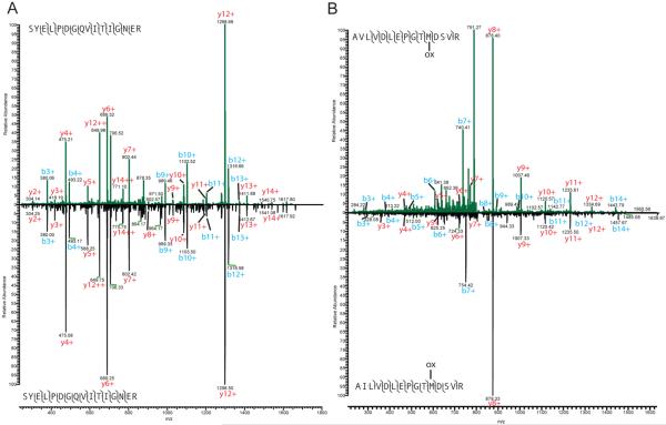 (A) Actin peptide detected for B. canadensis (top) and ostrich (bottom) showing the same fragmentation pattern. (B) Beta tubulin peptides from B. canadensis (AVLVDLEPGTMDSVR; top) and ostrich (AILVDLEPGTMDSVR; bottom). The second position (V vs I) is different between the peptides, and the fragmentation difference is observable as a ~14 Da mass shift. Both peptides show methionine oxidation (ox). The B. canadensis peptide was detected in the 12T Velos FT-ICR after fragmentation using CID, and th