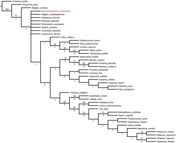 Maximum parsimony phylogeny derived from myosin sequences. Jackknife values are given above branches, and Bremer support, below branches.