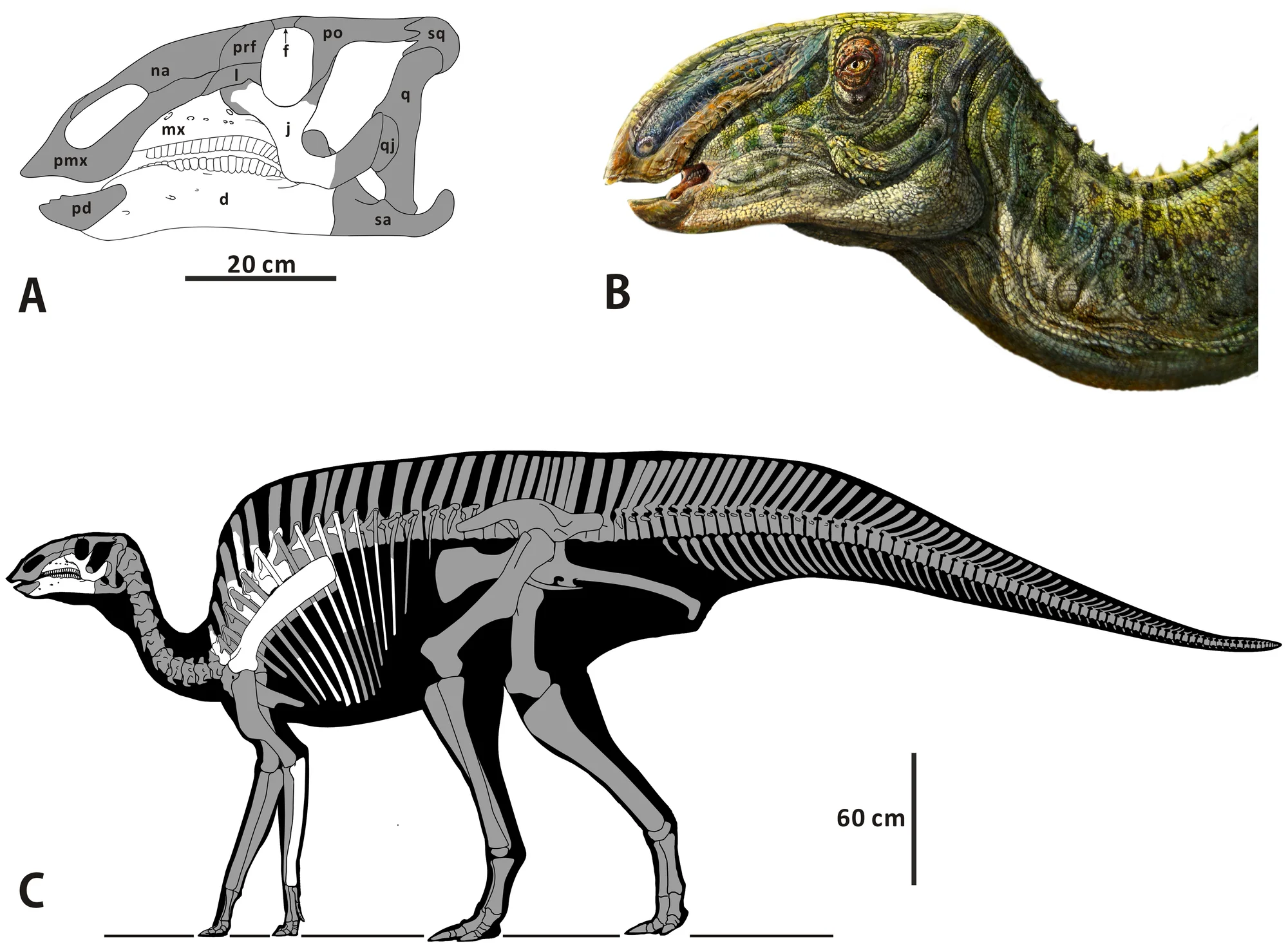 Figure 2. Reconstruction and restoration of the skeleton of Zhanghenglong yangchengensis .