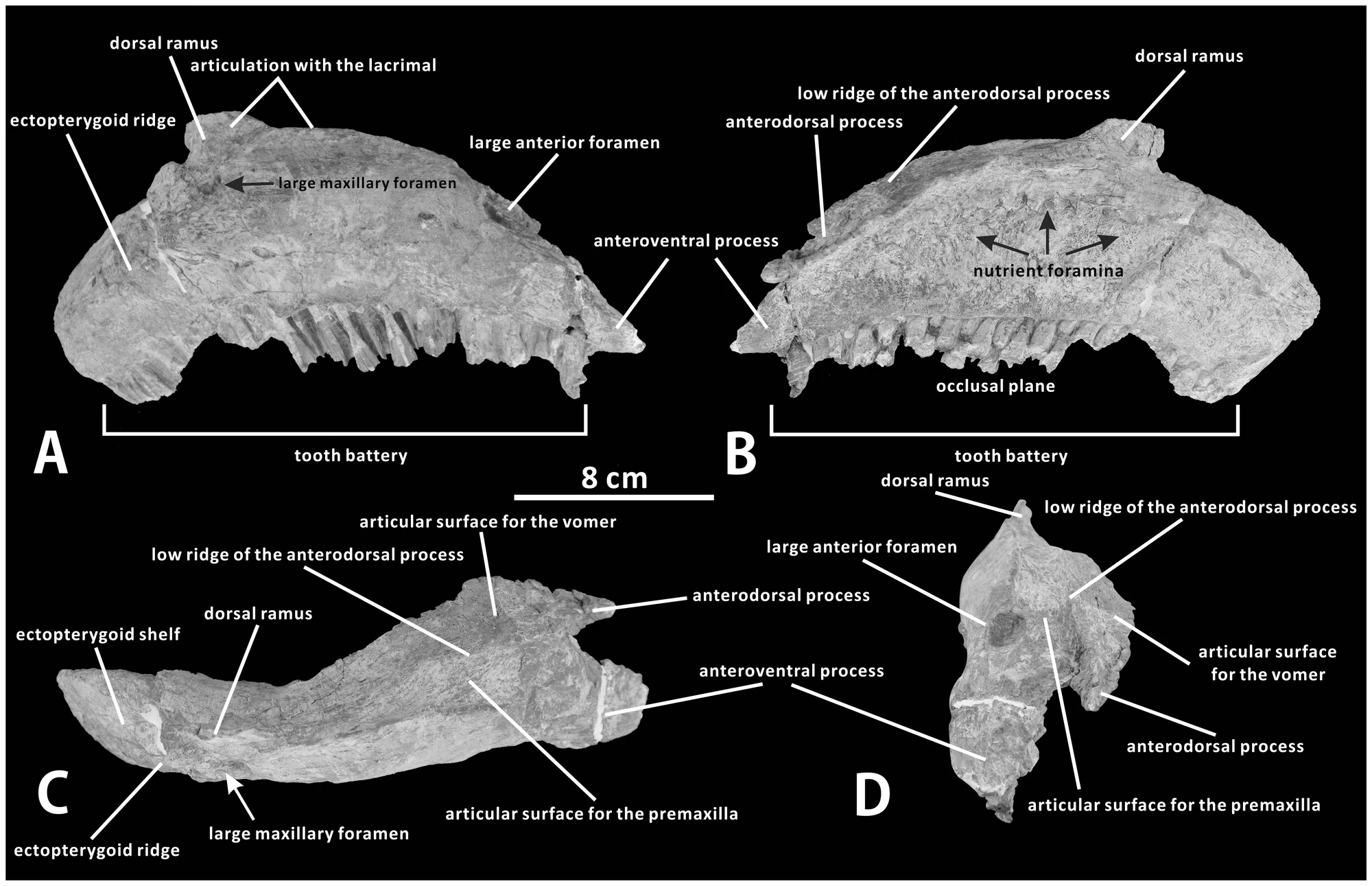 Figure 3. Maxilla of Zhanghenglong yangchengensis .
