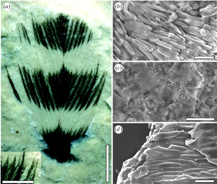 Cretaceous feather ultrastructure compared with that in a living bird. ( a ) Feather from the Crato Formation, Early Cretaceous, Brazil (Leicester University, UK, Geology Department, LEIUG 115562) showing colour bands; margins of colour bands are similar to those found in living birds and barbules are clearly preserved. ( b ) Dark bands, composed of aligned eumelanosomes, contrast with ( c ) light areas that reveal only the rock matrix. ( d ) A broken barbule from a modern Red-winged Blackbird (