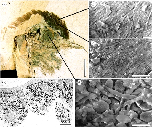 ( a ) Skull of undescribed bird from the Fur Formation, Early Eocene, Denmark (Danekræ 200, MGUH 28.929), preserving feathers and the eye as an organic film. ( b , c ) Details of the feather region showing aligned eumelanosomes. ( d ) Detail of the eye showing elongate and oblate eumelanosomes. ( e ) TEM of a section through the retina of a Whip-poor-will ( Caprimulgus vociferus , Caprimulgidae). Scale bars, ( a ) 10 mm; ( b ) 1 μm; ( c ) 5 μm; ( d ) 1 μm; ( e ) 5 μm.
