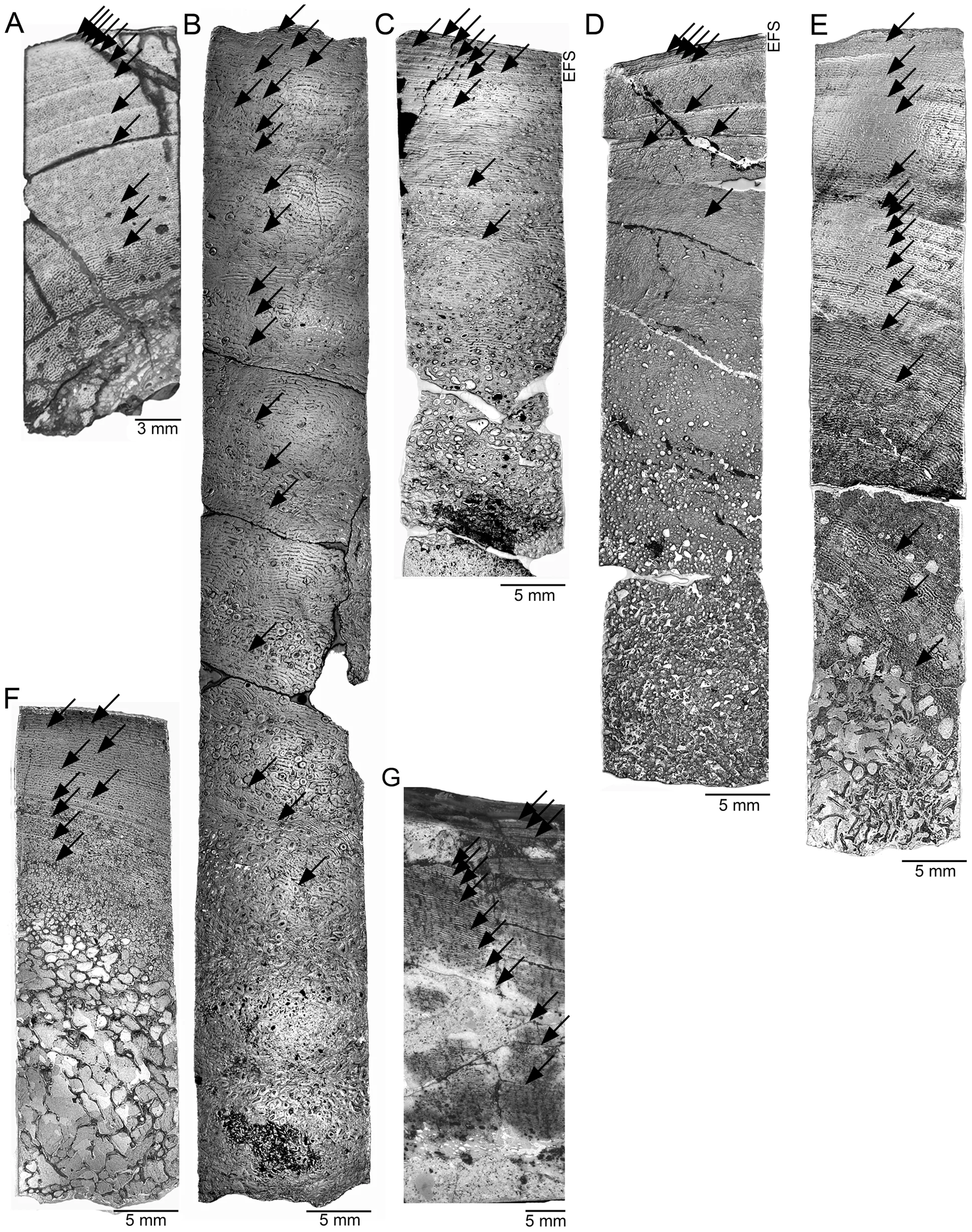 Figure 1. Growth mark record in polished sections of sauropodomorph individuals used in this study.
