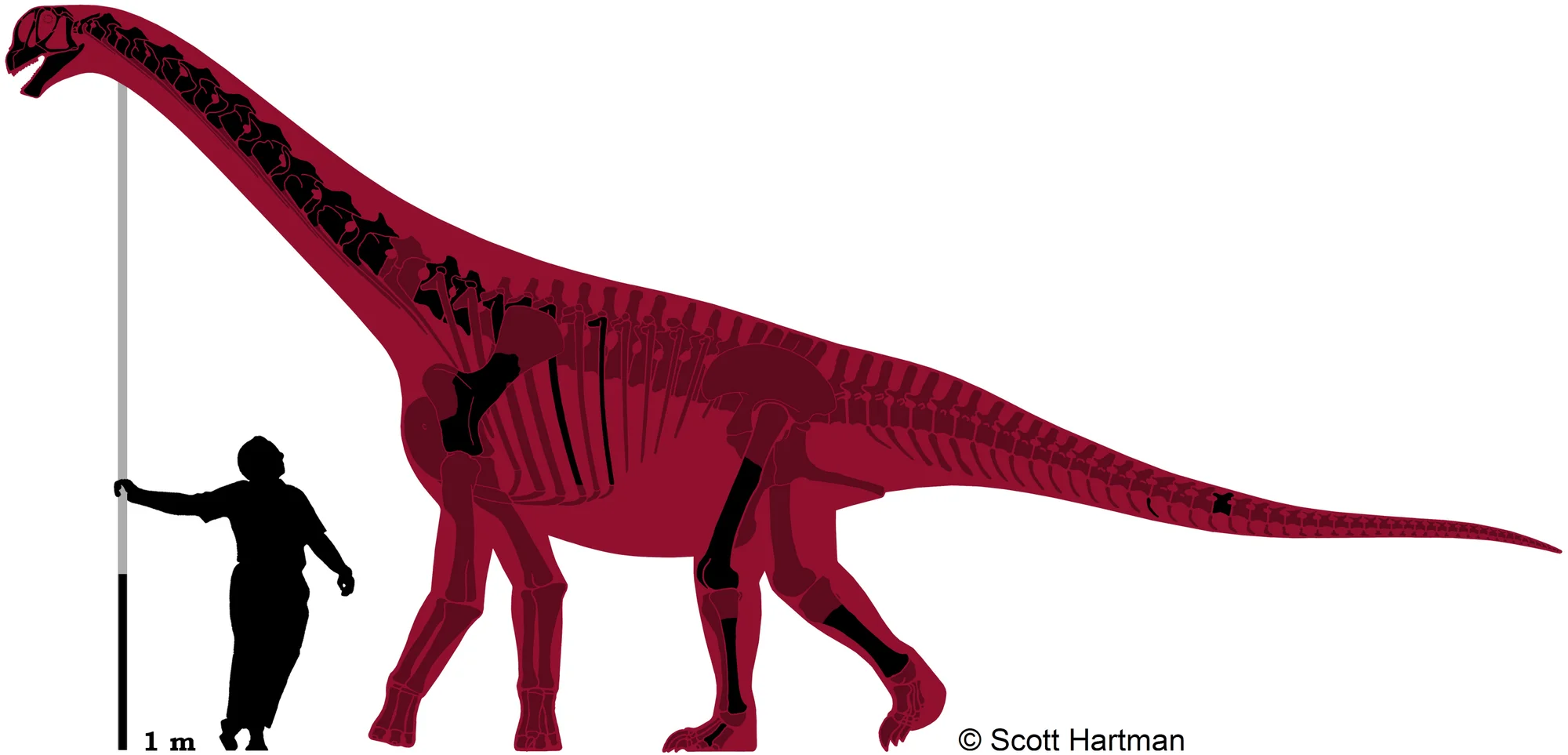 Fig 3. Skeletal reconstruction of the Camarasaurus sp. GPDM 220.