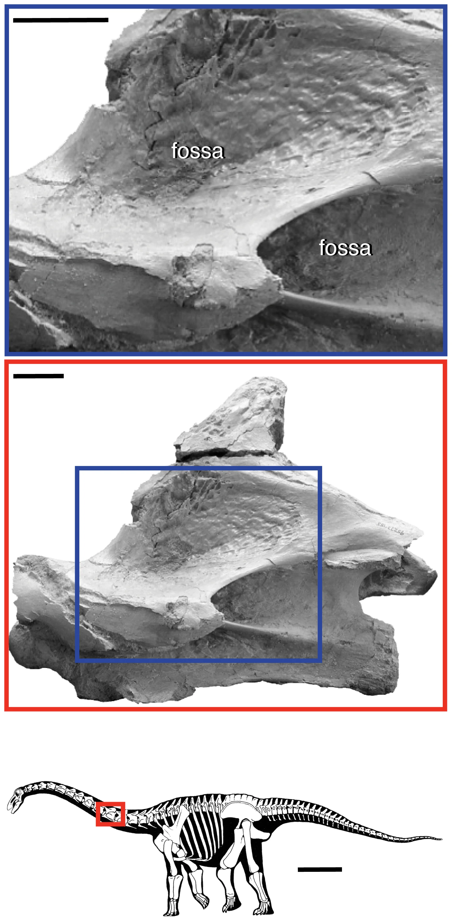 Figure 1. Vertebral fossae in the sauropod dinosaur Rapetosaurus krausei .