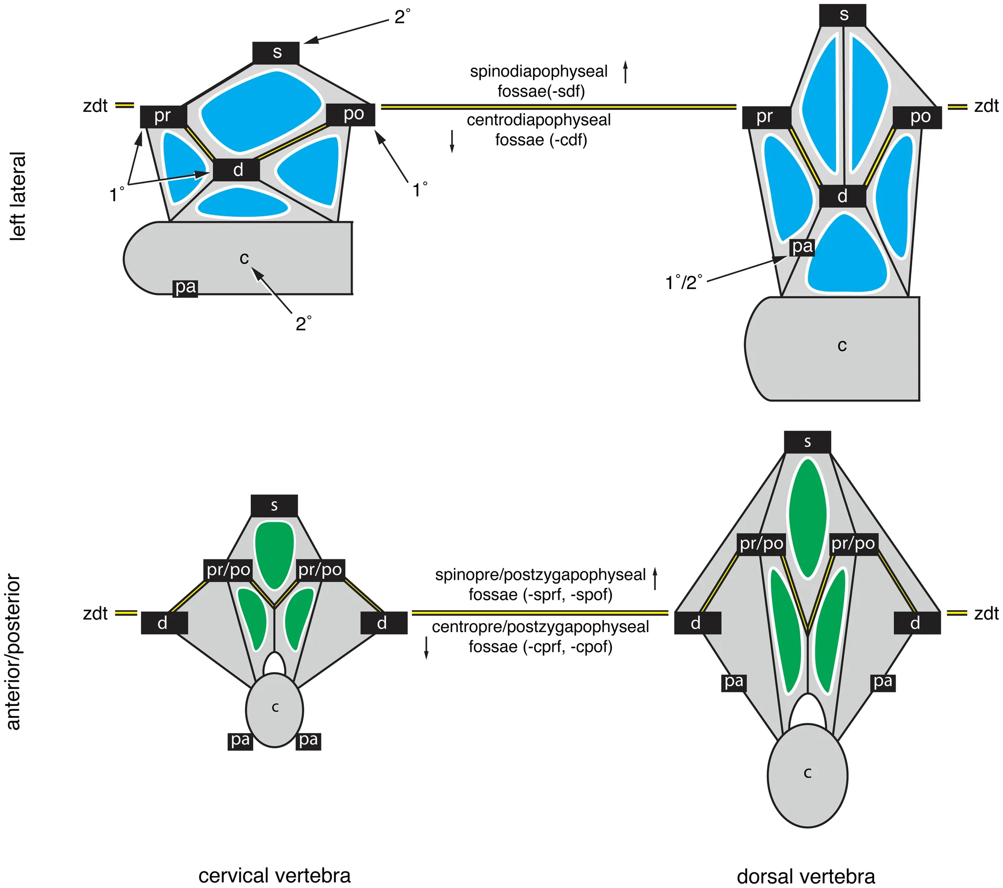 Figure 2. Primary landmarks, secondary landmarks, and the zygodiapophyseal table.