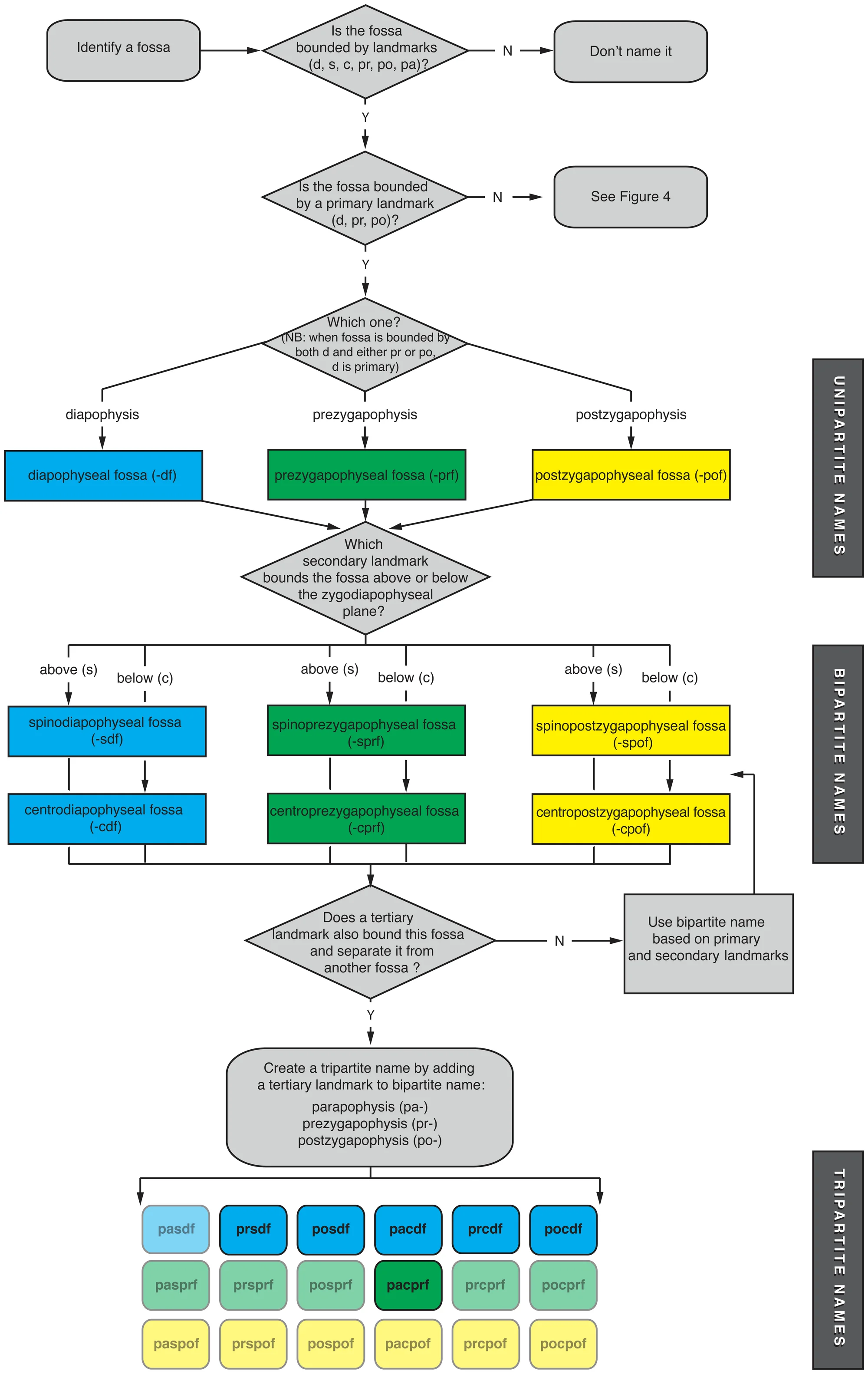 Figure 3. Flowchart explaining the construction of simple bipartite and tripartite names for fossae on neural arches.