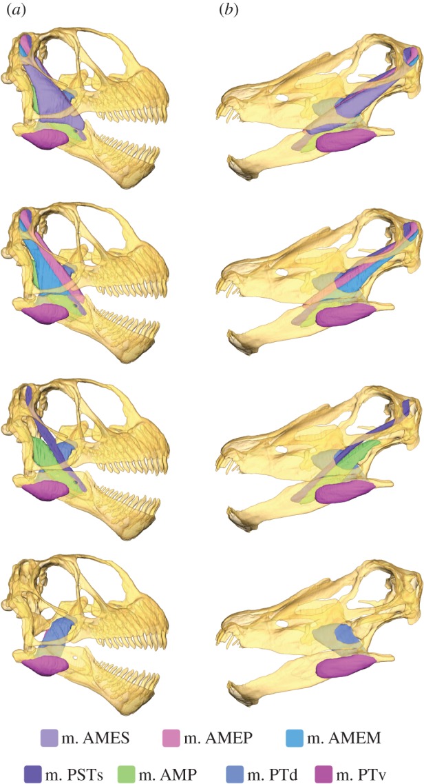 Model of the skull of ( a ) Camarasaurus and ( b ) Diplodocus , demonstrating the reconstructed jaw adductor musculature at four successive ‘depths'. See §2a for muscle abbreviations. For muscle forces, see table 1 , and electronic supplementary material, table S6 and §S5.