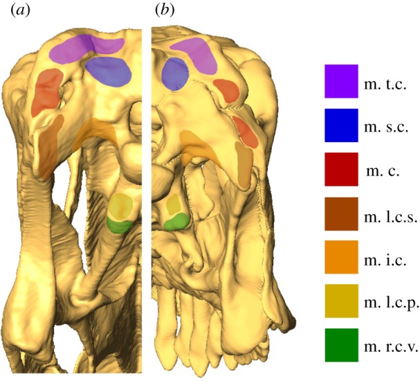 Posterior view of the skull models of ( a ) Diplodocus and ( b ) Camarasaurus , demonstrating the insertion areas of the craniocervical musculature for each. See §2a for muscle abbreviations. Skulls not to scale. For muscle forces, see table 2 and electronic supplementary material, §S8.