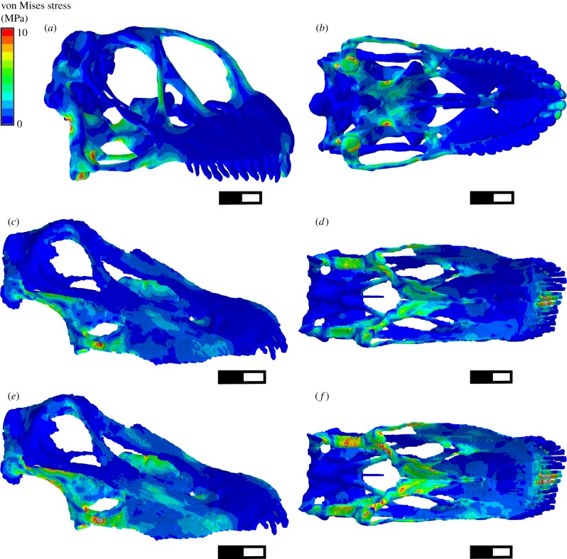 von Mises stress contour plots from FEA of Camarasaurus and Diplodocus under loading replicating static biting. ( a,b ) Camarasaurus , ( c,d ) Diplodocus (adult size; for ecological comparison see §2) ( e,f ) Diplodocus when scaled to equal applied load/surface area as Camarasaurus (for structural comparison see §2). Scale bar, 100 mm.