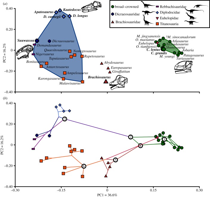 Craniodental biomechanical morphospace (‘functionspace’) plots for the Sauropoda. ( a ) Functionspace plot showing the distribution of the 35 included taxa on PC axes 1 and 2. Convex hulls used to illustrate the relative areas of biomechanical morphospace occupation of the ‘broad-crowned’ (in green) and ‘narrow-crowned’ (in blue) morphotypes. Taxa labelled: C. , Camarasaurus ; D. , Diplodocus ; M. , Mamenchisaurus ; O. , Omeisaurus . Taxa from the Morrison Formation are indicated with enlarged p