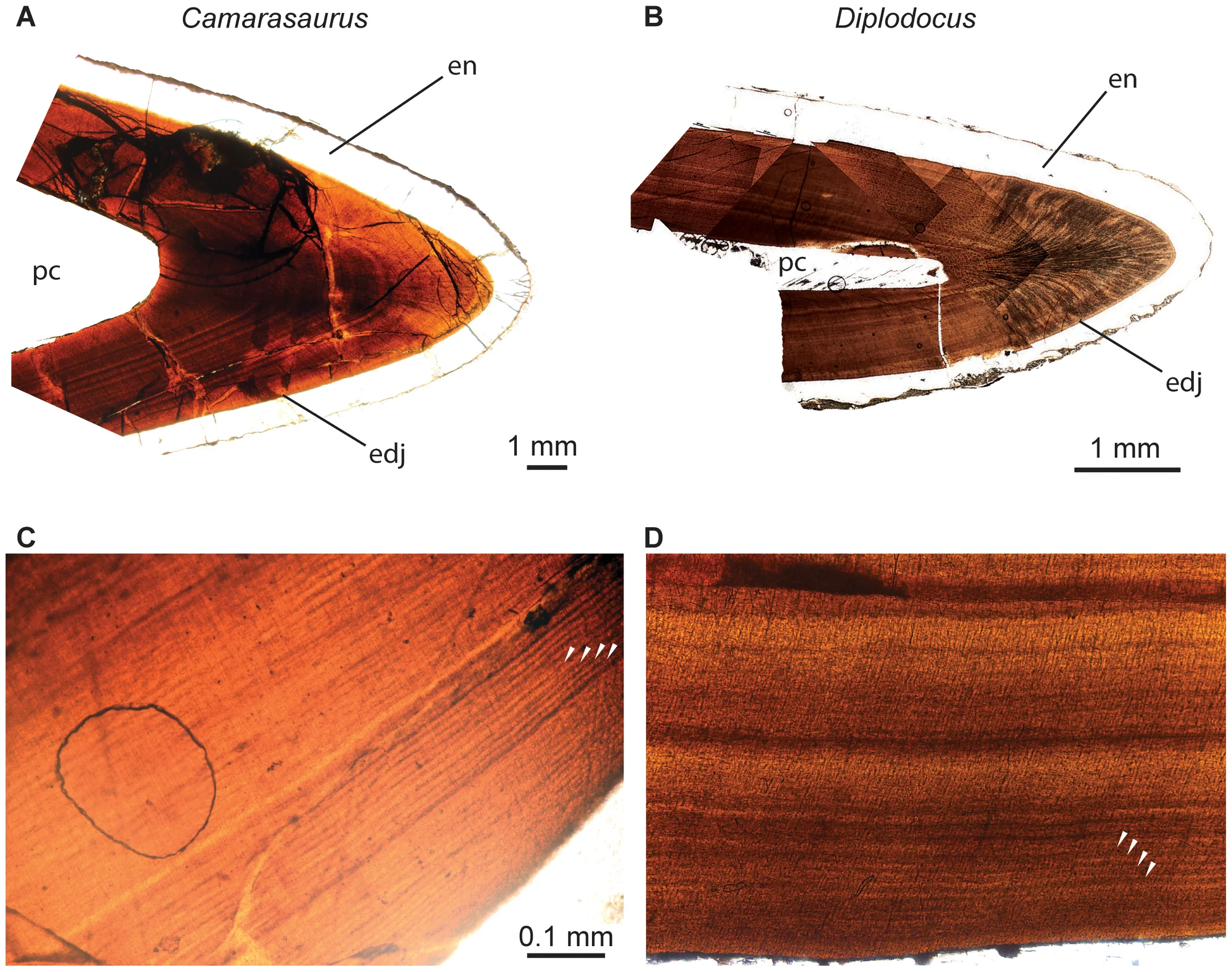 Figure 1. Dental histology of the sauropod dinosaurs Camarasaurus and Diplodocus .