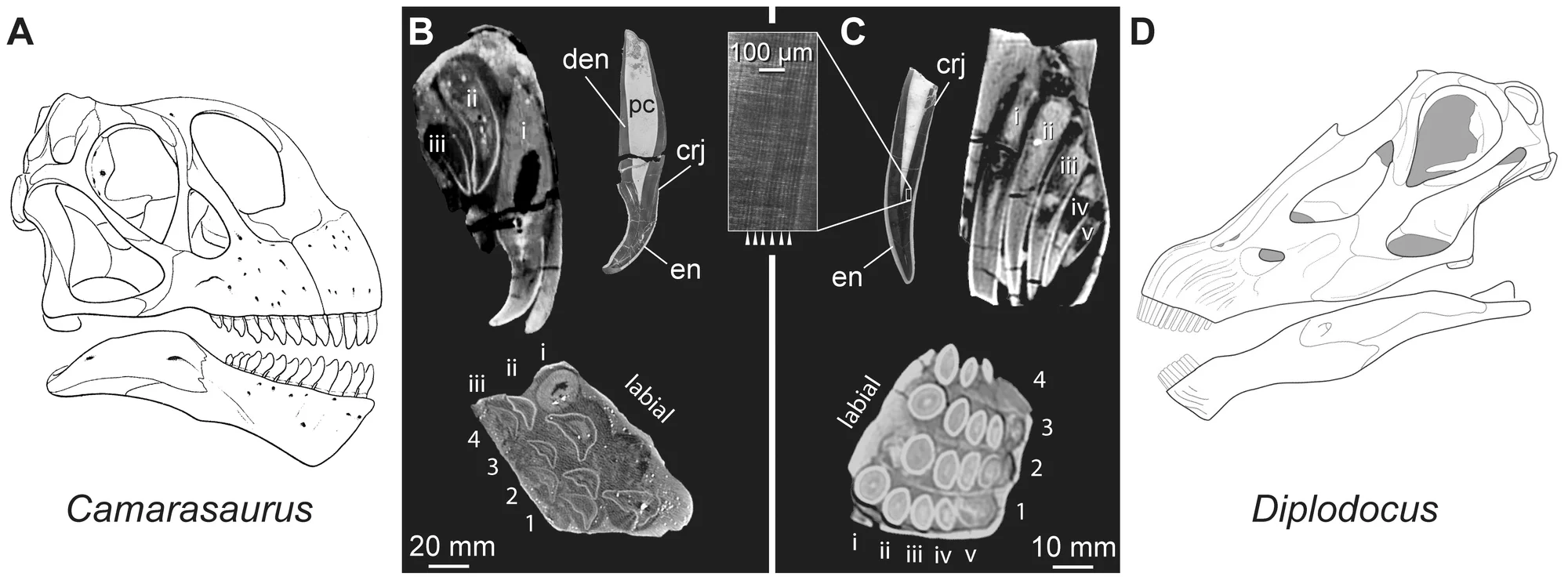Figure 2. Tooth replacement in the sauropod dinosaurs Camarasaurus and Diplodocus .