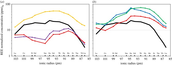 ( a ) PAAS normalized REE profiles of fossil bioapatite from the Aptian–Albian of Gadoufaoua, Niger. Concentrations are plotted on a logarithmic scale. Plain black line, typical REE profile at Gadoufaoua; yellow line, exotic profile of sample GCA5; purple line, exotic profile of sample GSA7; red line, exotic profile of sample GSP3. ( b ) PAAS normalized REE profiles of fossil bioapatite from the Cenomanian of Kem Kem Beds, Morocco. Concentrations are plotted on a logarithmic scale. For compariso