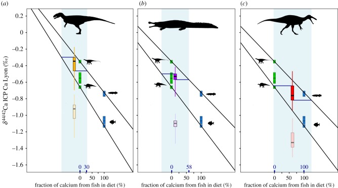Mixing model of the Ca source for non-spinosaurid theropods ( a ) S. imperator ( b ) and spinosaurids ( c ) from the Gadouafaoua fauna. δ 44/42 Ca data collected on herbivorous dinosaurs and fishes are represented, respectively, in green and blue squares. In each part of the figure, the faded lower boxplot represents the enamel δ 44/42 Ca values measured for each apex predator, whereas the dark upper boxplot represents the isotopic signature of their calcium source estimated to be shifted by +0.