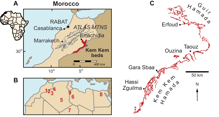 Geographical setting of the Kem Kem region and outcrops. A View of the position of Morocco in Africa and location of the Kem Kem beds (shown in red). B Map showing the geographical location of the Kem Kem in North Africa relative to roughly coeval sites in northern Africa. C Cretaceous outcrops along the Kem Kem and Guir Hamadas (modified from Sereno et al. 1996 ). Numbers: 1 Kem Kem, Morocco. 2 Gara Samani, Algeria. 3 Timimoun, Algeria. 4 Monts des Ksours, Algeria. 5 Djoua Valley, Algeria. 6 Al