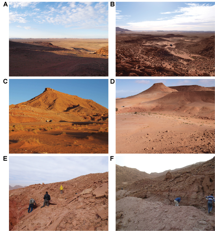 Example Kem Kem localities. A Basal outcrop at Aferdou N’Chaft B Iferda N’Ahouar C Gara Sbaa D Other outcrops at Gara Sbaa E Outcrops south of Jbel Zireg F Outcrop at Moher (south of Tafraoute) near the Morocco-Algeria border.