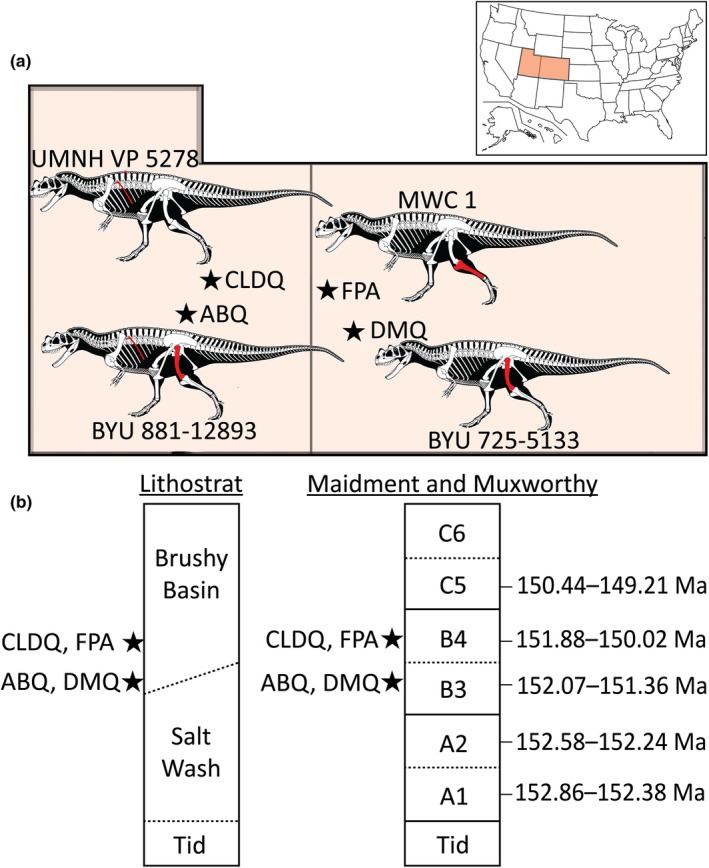 Geographic map of the United States of America and state maps of Utah and Colorado, with black stars and labels indicating localities from which Ceratosaurus specimens included in this work were collected (a). Skeletal reconstruction of Ceratosaurus specimens next to relevant localities with those bones used for histological sampling highlighted in red. Stratigraphic context for Morrison Formation, adapted from Maidment & Muxworthy ( 2019 ), with the approximate position of localities marked wit