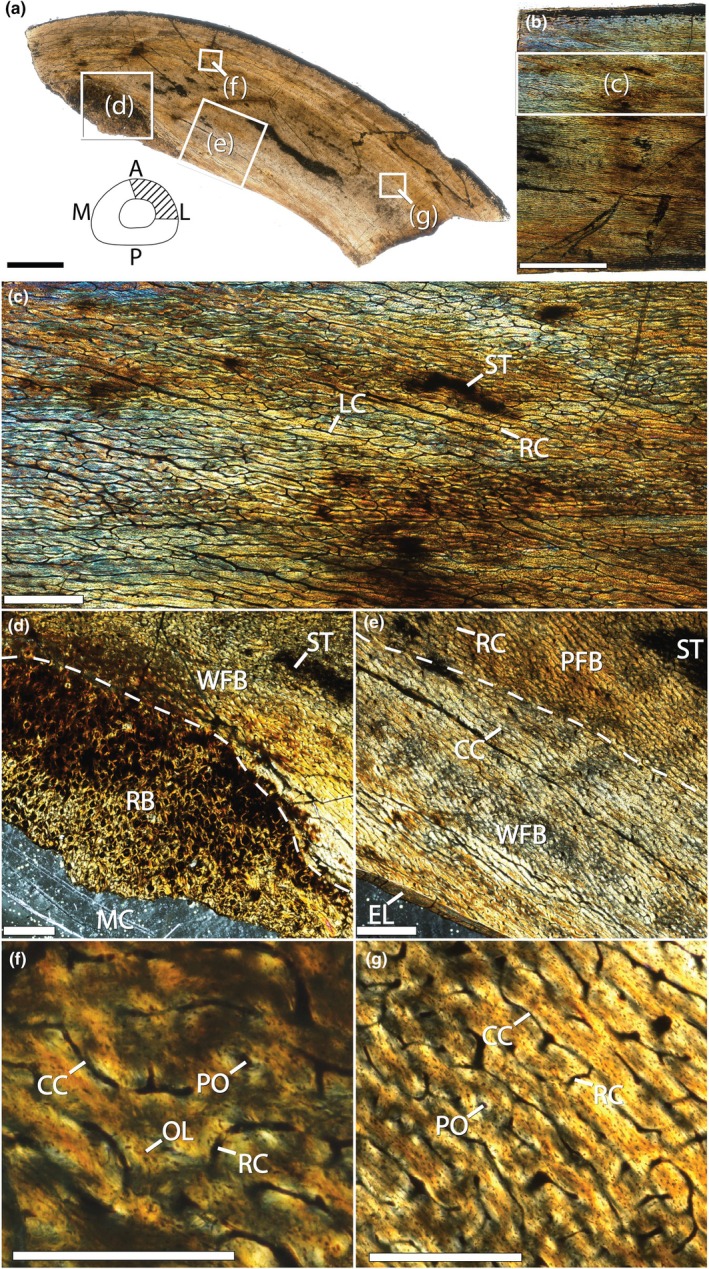 Osteohistology of the femur (BYU 725–5133) of Ceratosaurus from the Dry Mesa Quarry, Colorado. Dashed white lines (d and e) represent approximate transition zones between different bone matrix classes. Cross section using brightfield (BF) light microscopy with schematic in the lower left corner of figure section shows a hypothetical full cross section of a Ceratosaurus femur based on the complete cross section of an Allosaurus femur (TATE v3587); diagonal lines represent estimated position of sa