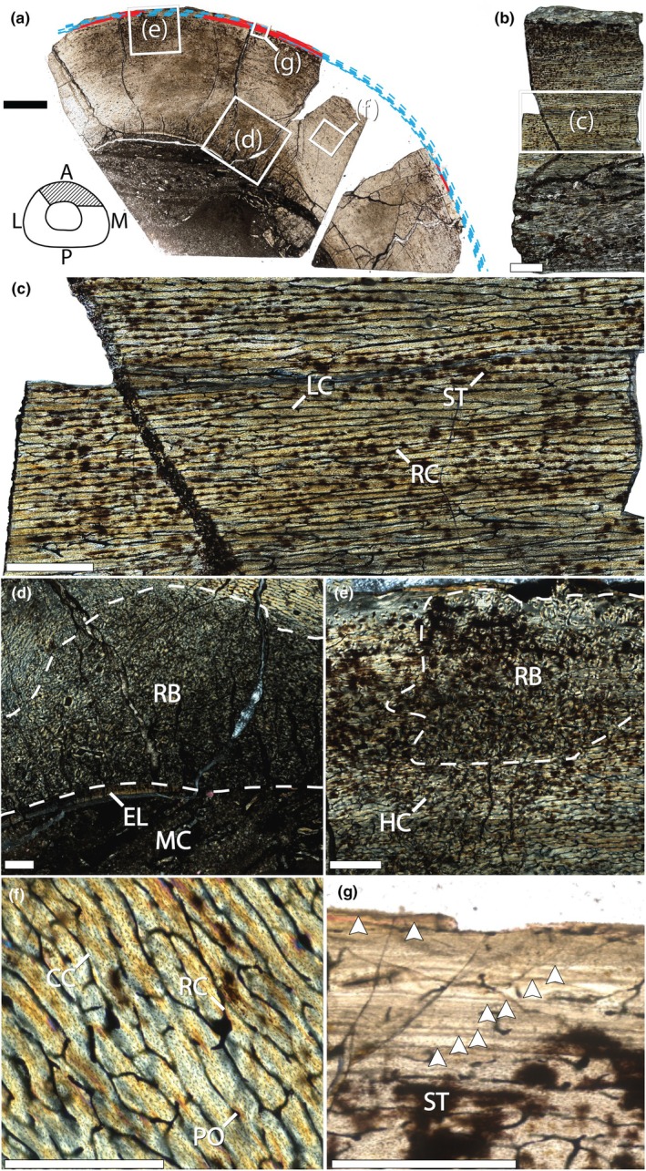 Osteohistology of the femur (BYU 881–12893) of Ceratosaurus from the Agate Basin Quarry, Utah. Dashed white lines (d and e) represent approximate transition zones between different bone matrix classes. Cross section using brightfield light (BF) microscopy, schematic in the lower left corner of figure section shows a hypothetical full cross section of a Ceratosaurus femur based on the complete cross section of an Allosaurus femur (TATE v3587); diagonal lines represent estimated position of sample