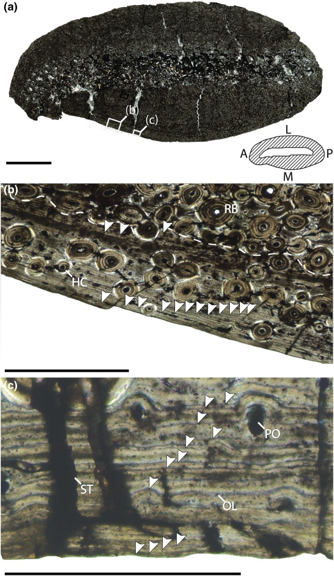 Osteohistology of a dorsal rib (BYU 881–12893) of Ceratosaurus from the Agate Basin Quarry, Utah. Dashed white lines (b) represent approximate transition zones between different bone matrix classes. Cross section using cross‐polarized light (XPL), schematic in the lower right corner of figure section shows the interpreted anatomical borders of BYU 881–12893; diagonal lines that represent estimated position of sampled bone present in section (a). Periosteal margin of bone showing multiple LAGs an