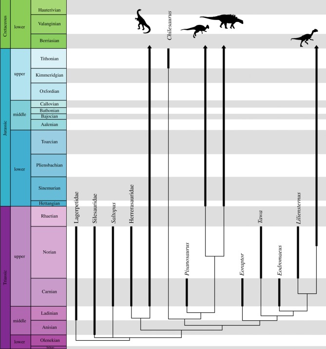 Simplified time-calibrated strict consensus tree in which Chilesaurus is recovered within Ornithischia. Silhouettes represent supraspecific taxa—from left to right: Sauropodomorpha, Heterodontosauridae, Genasauria and Neotheropoda.